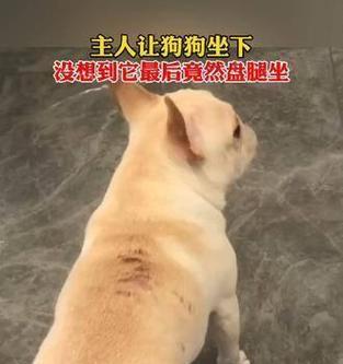 培养狗狗“过来”和“坐下”的简单方法（让你的狗狗在几步之内学会两个基本指令）
