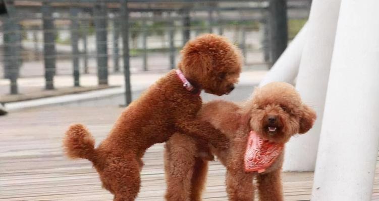 追寻不一样的魅力——以你喜欢什么颜色的泰迪犬？（揭秘花色泰迪犬养殖难题，原来这是五大原因！）