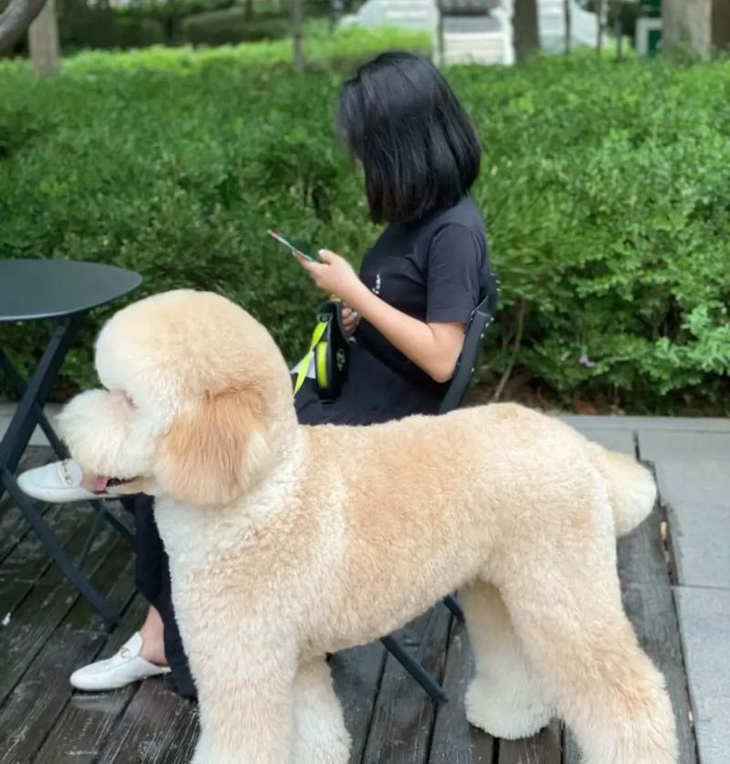 纯种贵宾犬的7大特征（了解贵宾犬的独特品质，选择理想的宠物伴侣）