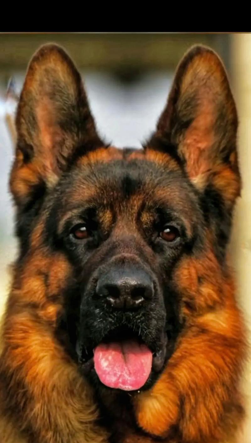 如何预防德牧拉稀？教你几招调理好德牧犬肠胃（德牧犬肠胃调理，预防拉稀不再困扰）