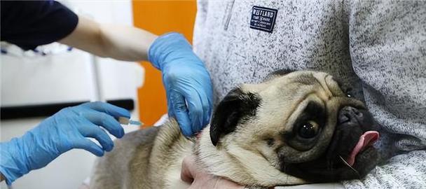 巴哥犬为什么不让抱却总跟着主人？（探究巴哥犬对抱的特殊反应和依赖情况）