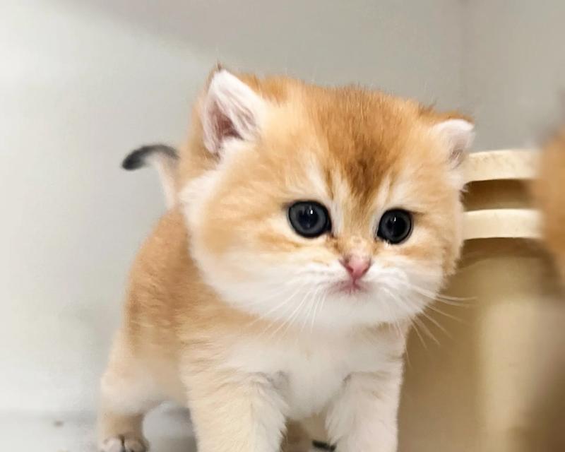 英短毛色超全合集！（探索英短小猫猫的多样花色）