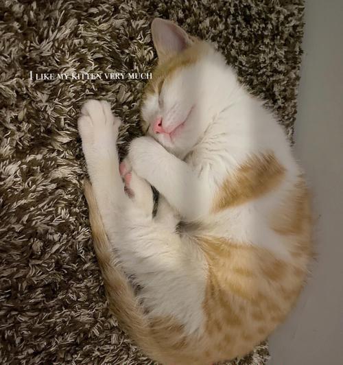 猫为什么总是睡觉？（探秘猫咪睡眠习惯和原因）
