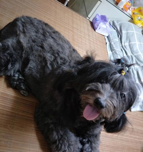 串串最多的犬种是哪些？（探究泰迪为什么在串串中排名第一）