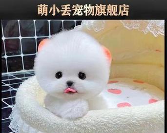探寻博美和俊介的区别（揭秘博美和俊介的异同，解读它们魅力背后的秘密）