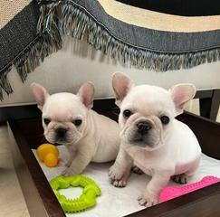 养狗首选，法国斗牛犬的魅力（选择理由、特点与照顾建议）