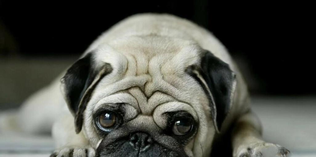 揭秘以巴哥幼犬的价格与特征（纯种以巴哥幼犬的种种魅力与价值）