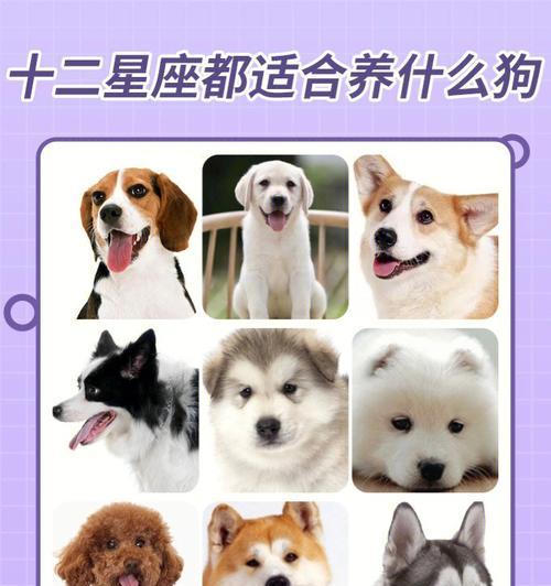 十二星座适合养什么宠物？（探寻星座与宠物的最佳搭配）
