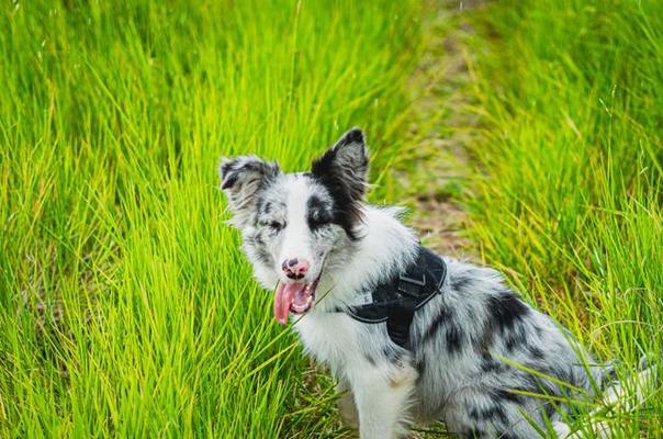 小卷毛狗的品种及法国国犬的智商（探索小卷毛狗的种类以及法国国犬的智商之谜）