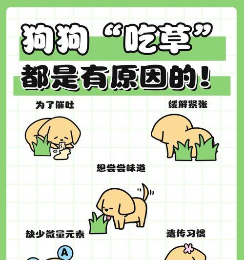狗狗肠胃不好怎么办？（为你的宠物提供合适的食物和护理）