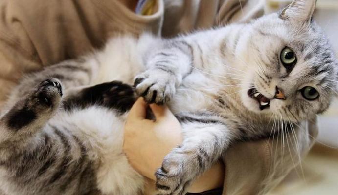 揭秘猫咪的最爱食物，让你的毛孩疯狂迷恋！（这6种美味食物将点燃你的猫咪的味蕾，让它欲罢不能！）