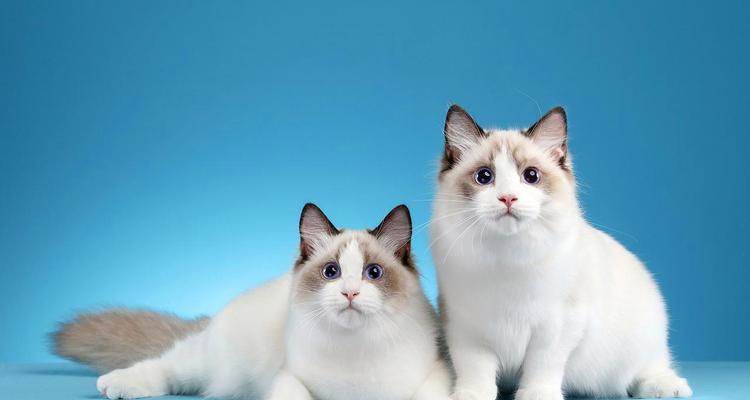 小心这6种猫，它们爱咬人！（慎防伤害，养宠需谨慎）