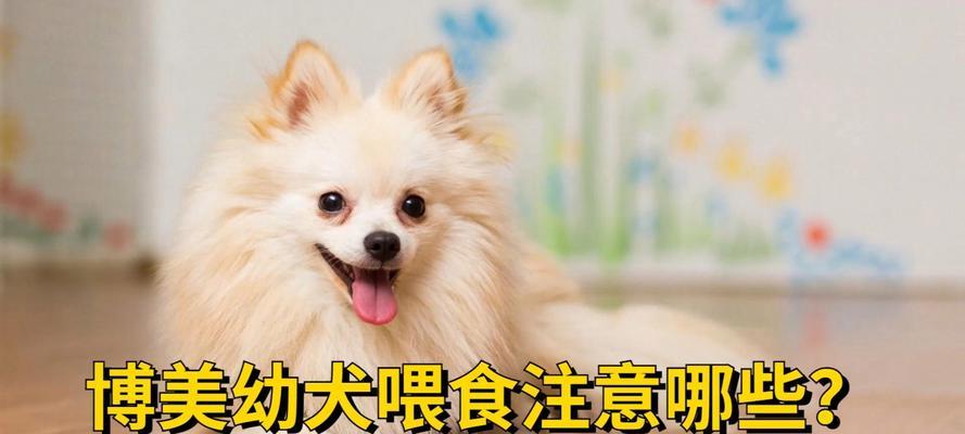 培养博美幼犬健康身体的有效方法（正确的喂养方式和关注重点）
