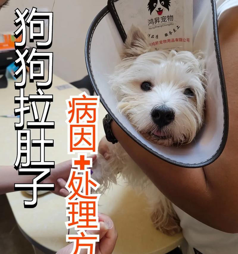 狗狗拉稀呕吐的原因及处理方法（狗狗健康问题解析，预防与治疗）