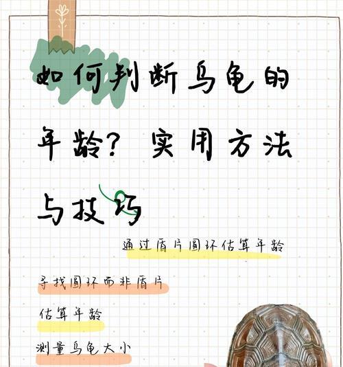 新手养乌龟的全面指南（以太阳下晒过的水为最佳选择，让你的乌龟健康快乐）