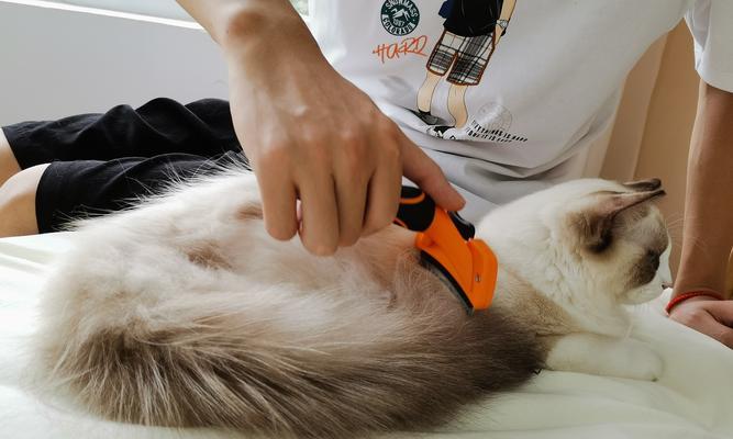 解决英短猫掉毛严重的问题（控制猫毛脱落，让英短猫恢复健康）