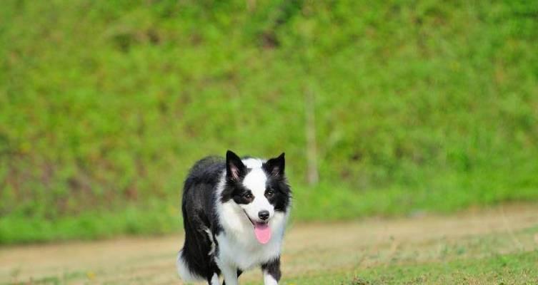 养好牧羊犬的3个重点（打造理想铲屎官，让牧羊犬健康成长）