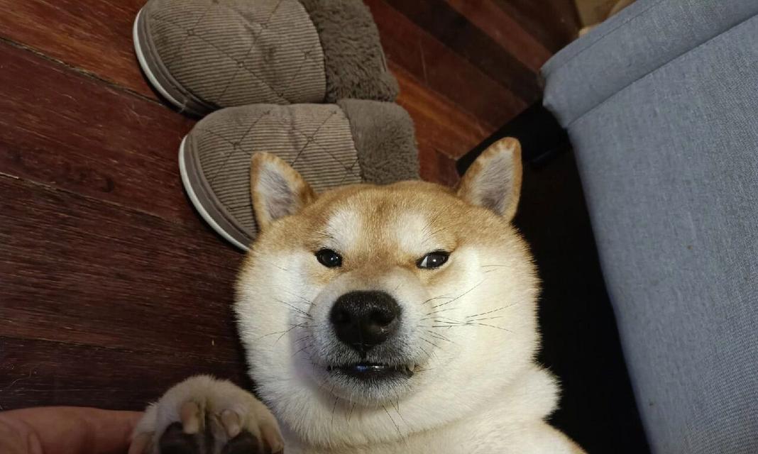 柴犬常睡觉，如何改善？（解决小狗嗜睡问题的有效方法）