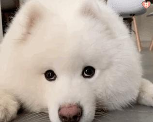 萨摩耶犬呕吐的原因和处理方法（了解萨摩耶犬呕吐的原因以及正确的处理方法）
