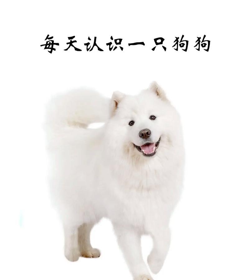探秘萨摩耶（萨摩耶惊人的反差）