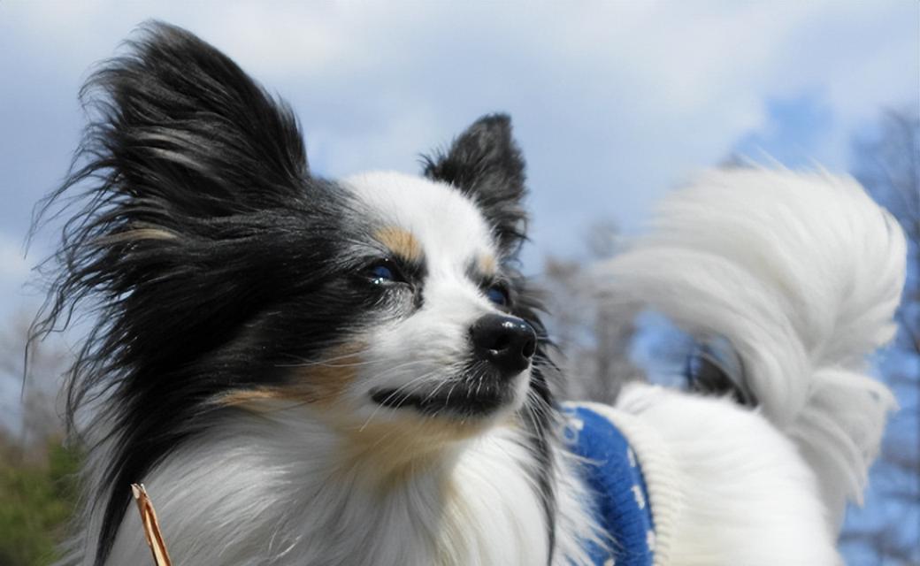 六种容易打理的犬种，适合新手饲养（选择适合自己的犬种，给你的宠物一个幸福的家）