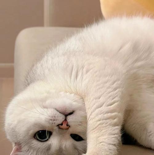 猫咪受凉后的表现（如何识别并处理猫咪受凉的症状）