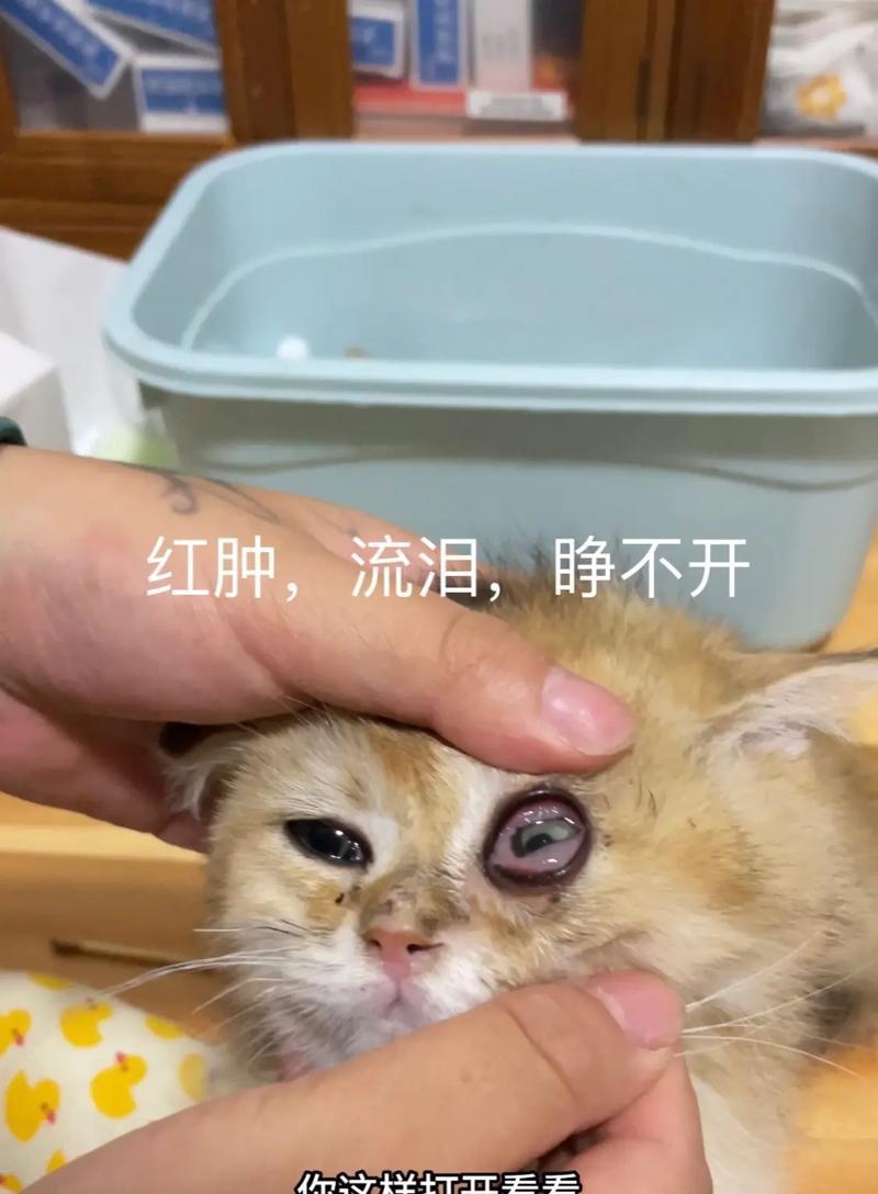 猫得角膜炎不能只滴眼药水！（眼药水治疗角膜炎需谨慎，失明风险不容忽视）