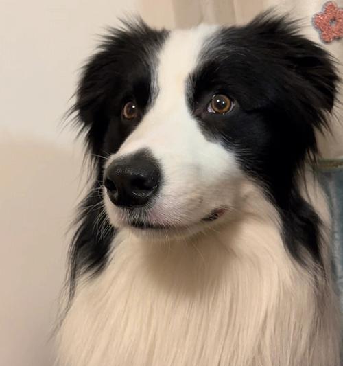 聪明边牧的幼犬喂养指南（幼犬吃什么？分阶段喂养，让它健康成长）