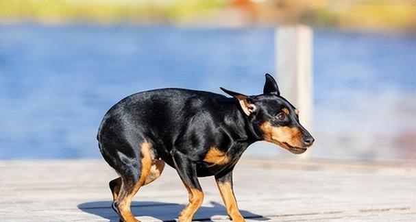 狗狗心理健康（探究心理脆弱犬的行为背后的原因与解决方法）