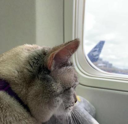 猫咪离世前的遗愿清单（别让猫咪带着遗憾离去，这4件事务必完成）