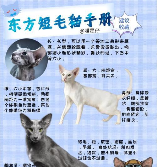 猫咪的不同年龄阶段应该吃什么？（猫咪各个年龄阶段的食物清单）