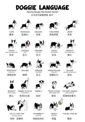 了解狗狗与狼的身体结构差异（揭秘狗与狼的身体差异，深入探索两者之间的进化历程）