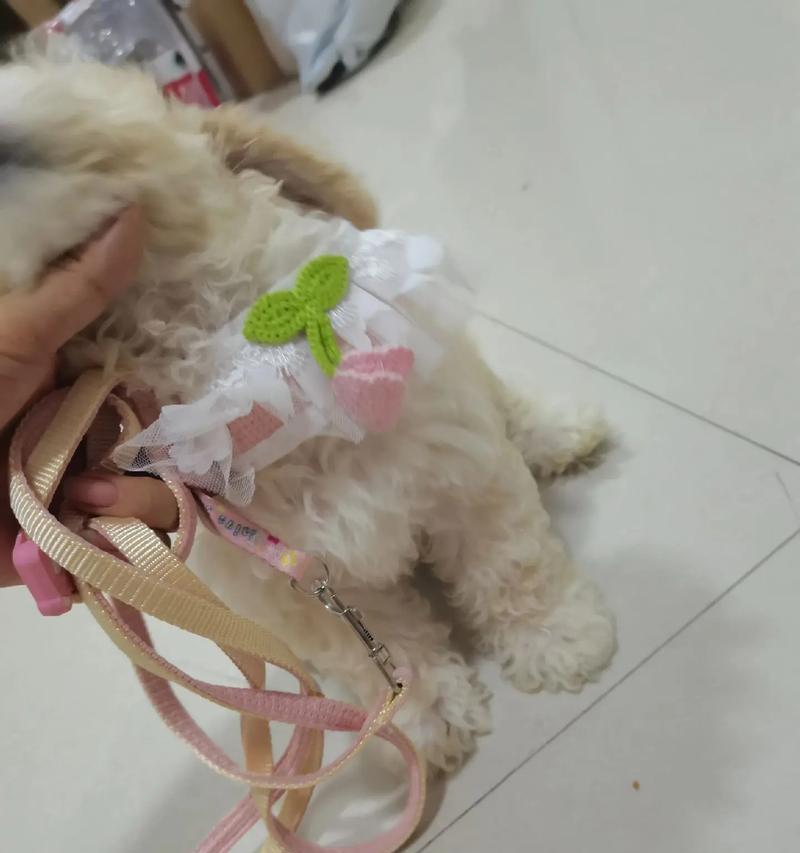 安静适合养狗的品种推荐（适合安静生活的狗狗品种及特点）