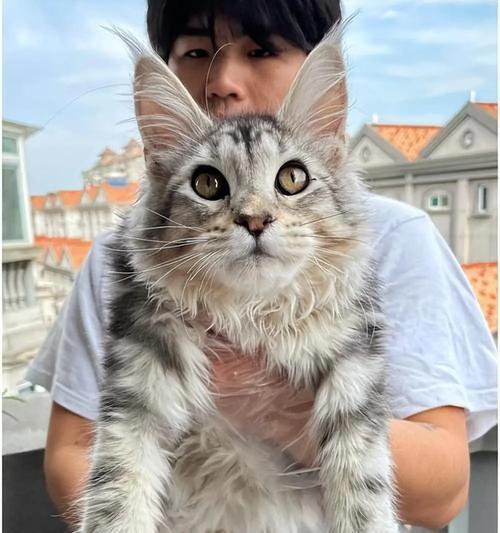 可爱的猫咪掌握50多种技能，惊叹之余还是如此可爱（一只拥有多才多艺的猫咪，让人称奇）