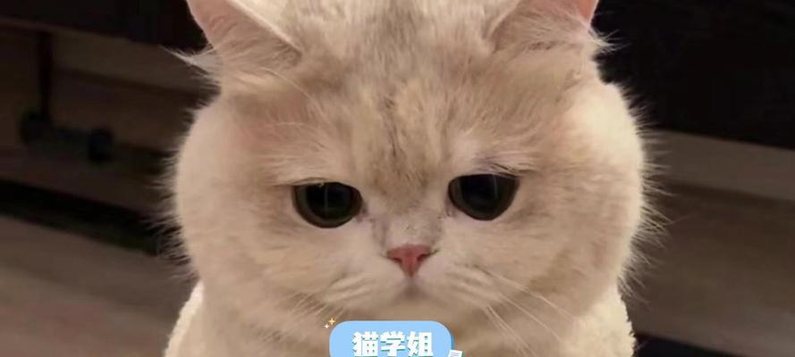 猫咪游泳池的乐园（探索猫咪对水的恐惧与喜爱）