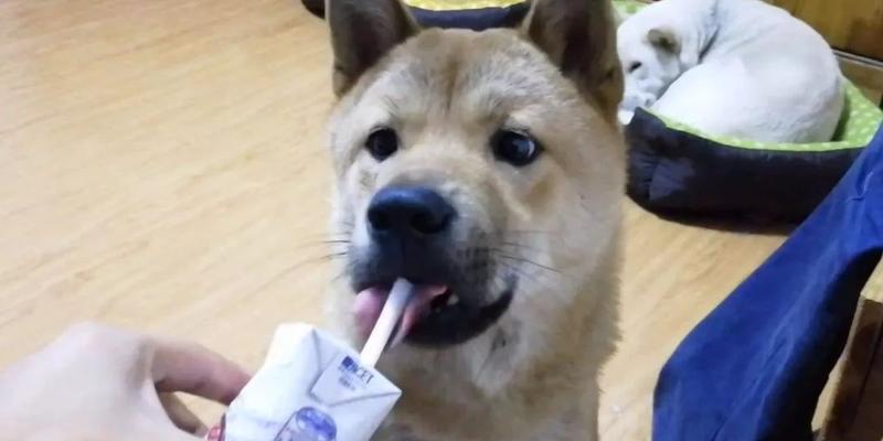 狗狗喝酸奶的5大好处（解析为什么你家狗狗可以喝酸奶，以及喝酸奶的好处）
