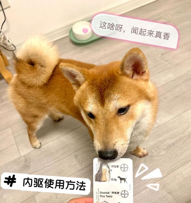 狗狗的这6种表现，说明肚子里爬满虫子了（了解并及时驱虫，保护你家宠物的健康）