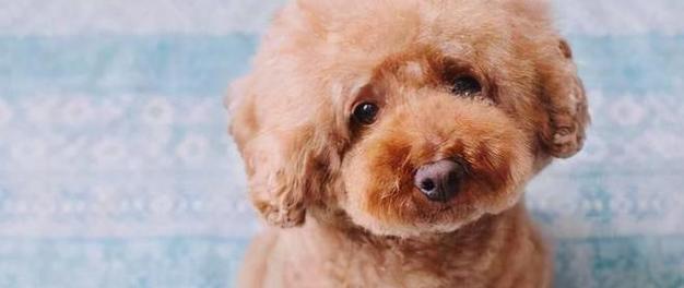 泰迪犬毛色变浅，如何美毛？（探索泰迪犬毛色褪色原因及改善方法，让你的泰迪犬恢复光彩。）