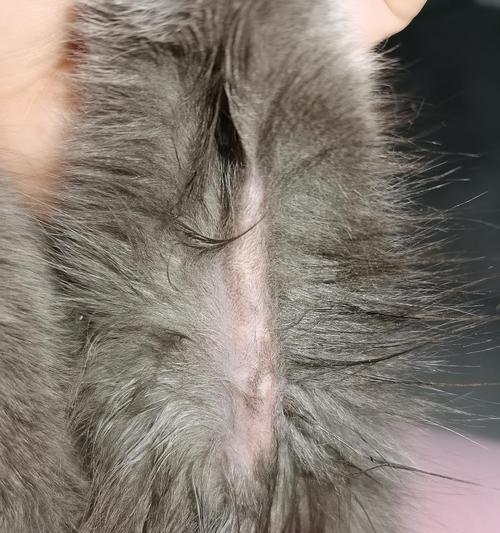 猫咪前腿内侧大面积破溃的处理方法（如何有效治疗猫咪前腿内侧大面积破溃）