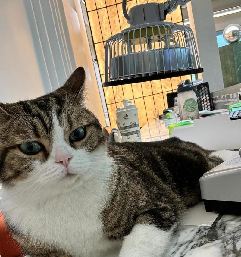 猫咪乱尿的原因及解决办法（泌尿系统异常导致的猫咪乱尿问题分析与处理方法）