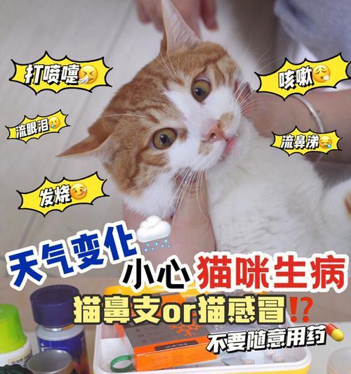 猫感冒怎么处理？合适的方法及药物推荐（了解猫感冒症状、药物选择与预防措施）