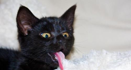 猫咪流口水的原因及解决方法（探究猫咪流口水的四个常见原因及如何应对）