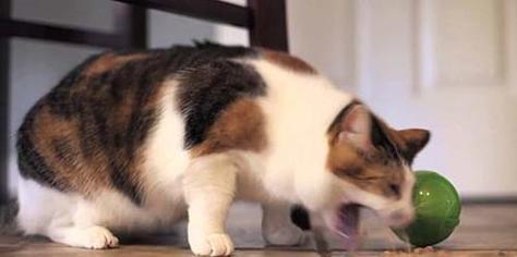猫咪消化不良呕吐的应对措施（保护猫咪健康，让消化不良不再困扰）