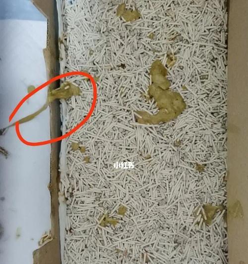 猫咪拉稀的原因与治疗方法（了解猫咪拉稀的常见原因及正确的治疗方法）