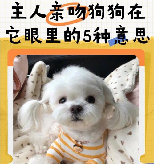 狗狗眼中的美味诱惑——口水止不住的食物（揭秘狗狗最喜欢的食物种类与诱人之处）