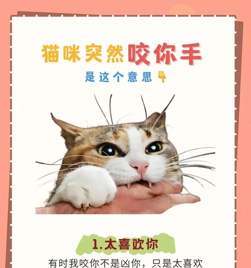 揭秘猫咪不可触摸的部位，了解猫咪保护区（猫咪的保护区有哪些？摸不得还是可以触摸？）
