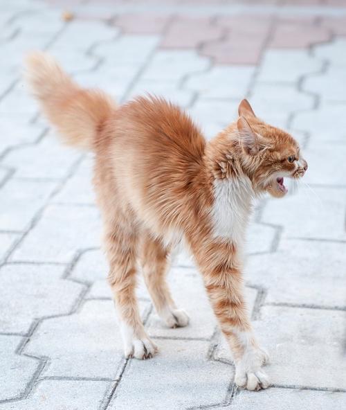 猫咪尾巴的重要性及其为何经常忘记（揭秘猫咪为何对自己的尾巴不了解）