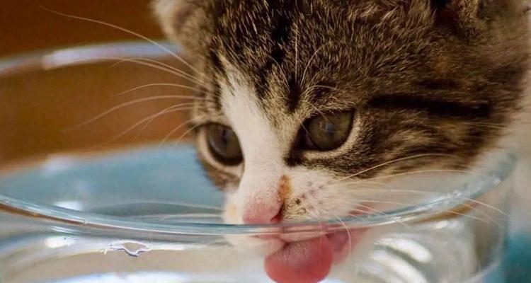 猫咪为什么会变瘦？（探究猫咪变瘦的原因及其对健康的影响）