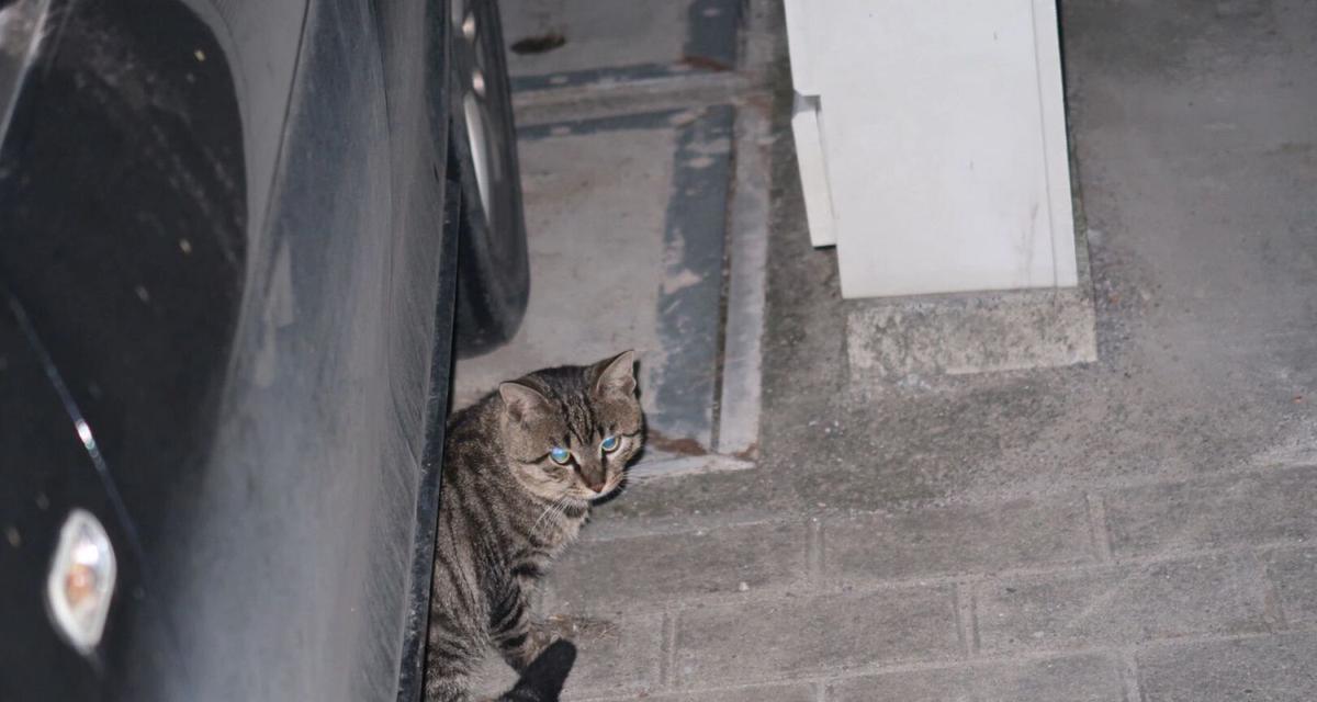 猫咪断尾（揭示断尾的谬误与猫咪的真实需求）