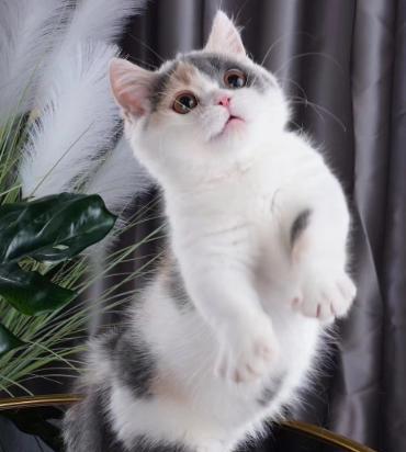 猫咪的魅力（揭开它们的六种魅力，你就会明白）